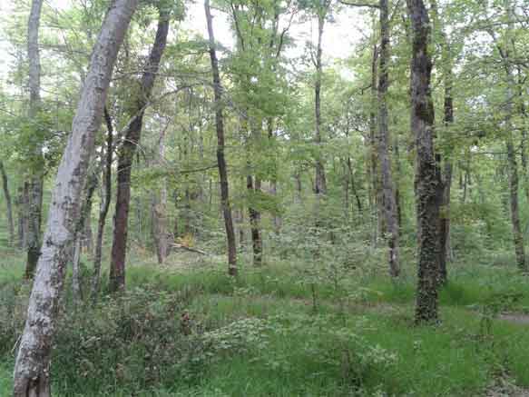 Forêt-de-la-bourg-990x742